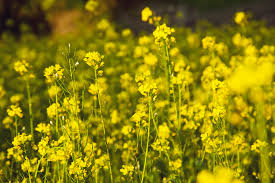 Mustard
